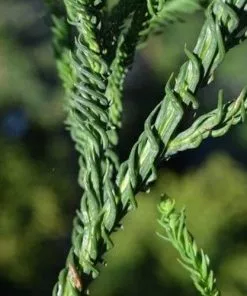Future Forests Cryptomeria Japonica Rasen All Conifers 10 Future Forests Cryptomeria Japonica Rasen All Conifers