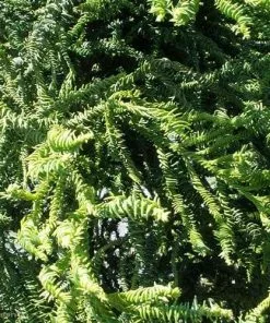 Future Forests Cryptomeria Japonica Rasen All Conifers 11 Future Forests Cryptomeria Japonica Rasen All Conifers