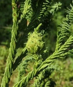 Future Forests Cryptomeria Japonica Rasen All Conifers 12 Future Forests Cryptomeria Japonica Rasen All Conifers