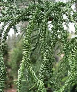 Future Forests Cryptomeria Japonica Rasen All Conifers 13 Future Forests Cryptomeria Japonica Rasen All Conifers