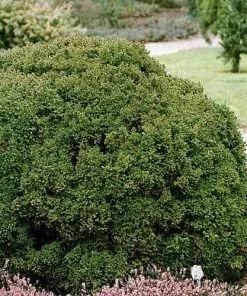 Future Forests All Conifers Cryptomeria Japonica Vilmoriniana