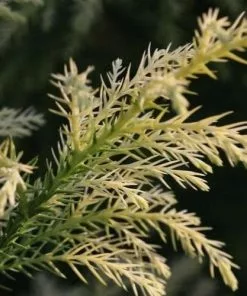 Future Forests All Conifers Cryptomeria Japonica Sekkan