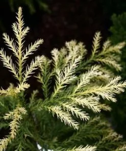 Future Forests All Conifers Cryptomeria Japonica Sekkan