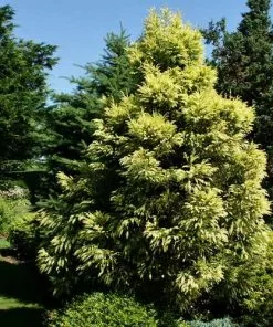 Future Forests All Conifers Cryptomeria Japonica Sekkan