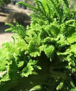 Future Forests All Conifers Cryptomeria Japonica Cristata