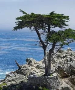 Future Forests Cupressus Macrocarpa - Monterey Cypresss