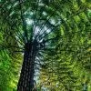 Future Forests Cyathea Australis More 1 Future Forests Cyathea Australis More