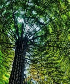 Future Forests Cyathea Australis More