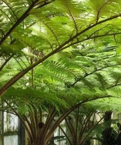 Future Forests Cyathea Australis More 7 Future Forests Cyathea Australis More