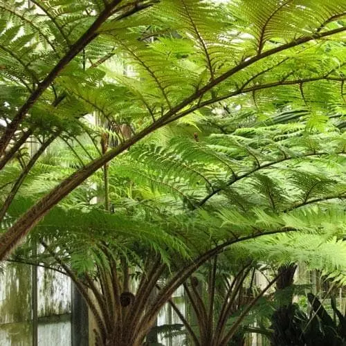 Future Forests Cyathea Australis More 4 Future Forests Cyathea Australis More
