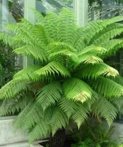 Future Forests Cyathea Australis More 8 Future Forests Cyathea Australis More