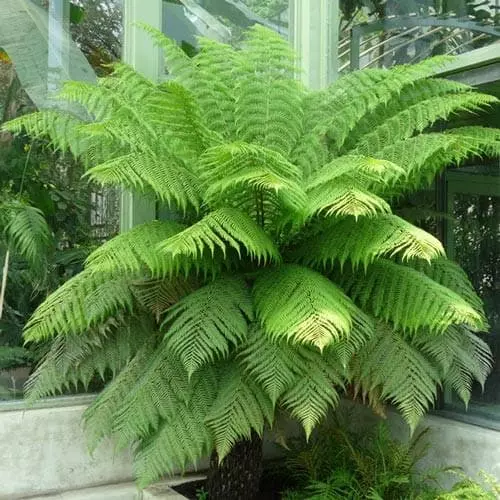 Future Forests Cyathea Australis More 5 Future Forests Cyathea Australis More