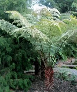 Future Forests Cyathea Australis More 9 Future Forests Cyathea Australis More