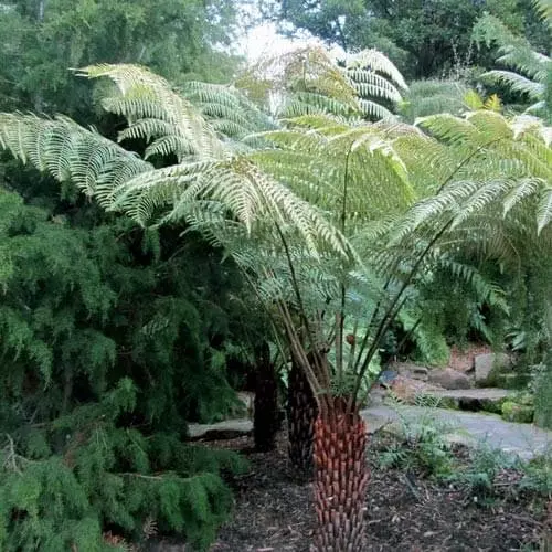 Future Forests Cyathea Australis More 6 Future Forests Cyathea Australis More