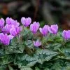 Future Forests Cyclamen Hederifolium Groundcover