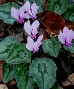 Future Forests Cyclamen Hederifolium Groundcover