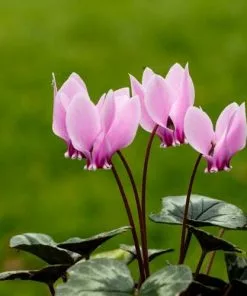 Future Forests Cyclamen Hederifolium Groundcover