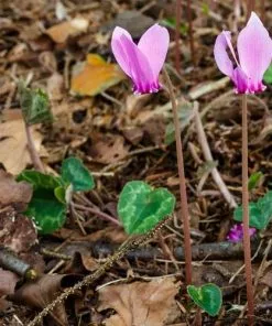 Future Forests Cyclamen Hederifolium Groundcover