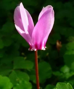 Future Forests Cyclamen Hederifolium Groundcover