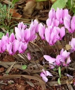 Future Forests Cyclamen Hederifolium Groundcover