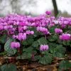 Future Forests Cyclamen Coum