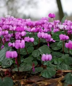 Future Forests Cyclamen Coum