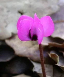 Future Forests Cyclamen Coum