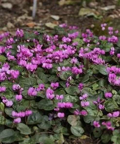 Future Forests Cyclamen Coum