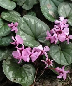 Future Forests Cyclamen Coum