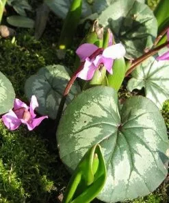 Future Forests Cyclamen Coum