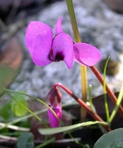 Future Forests Cyclamen Coum