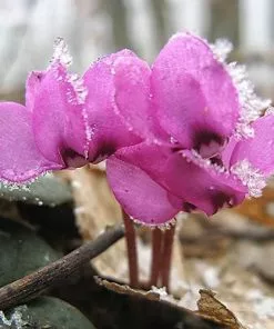 Future Forests Cyclamen Coum