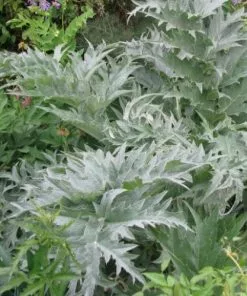 Future Forests Cynara Cardunculus - Cardoon Fruit