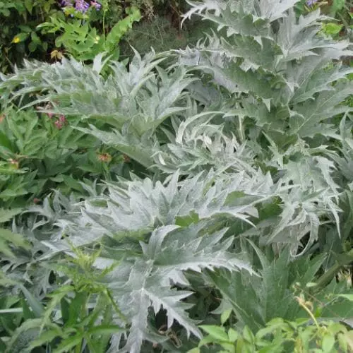 Future Forests Cynara Cardunculus - Cardoon Fruit 4 Future Forests Cynara Cardunculus - Cardoon Fruit