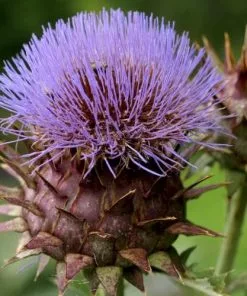 Future Forests Cynara Cardunculus - Cardoon Fruit 13 Future Forests Cynara Cardunculus - Cardoon Fruit