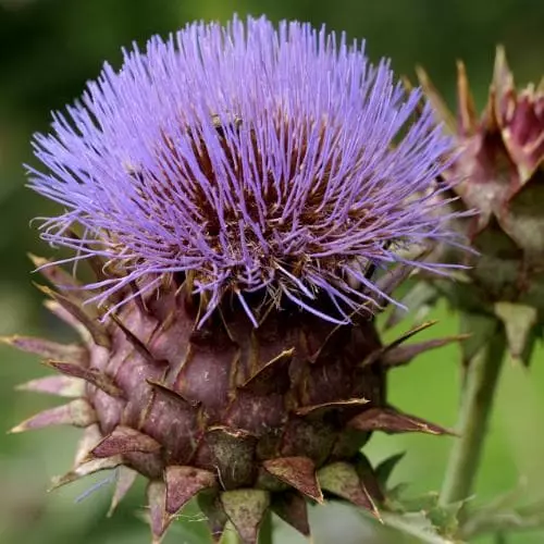 Future Forests Cynara Cardunculus - Cardoon Fruit 5 Future Forests Cynara Cardunculus - Cardoon Fruit