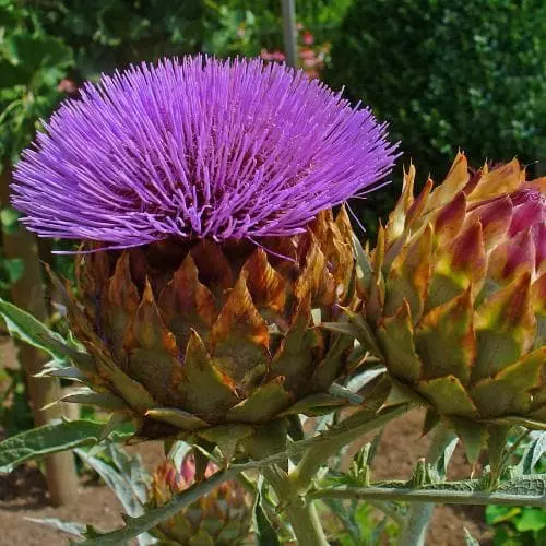 Future Forests Cynara Cardunculus - Cardoon Fruit 7 Future Forests Cynara Cardunculus - Cardoon Fruit