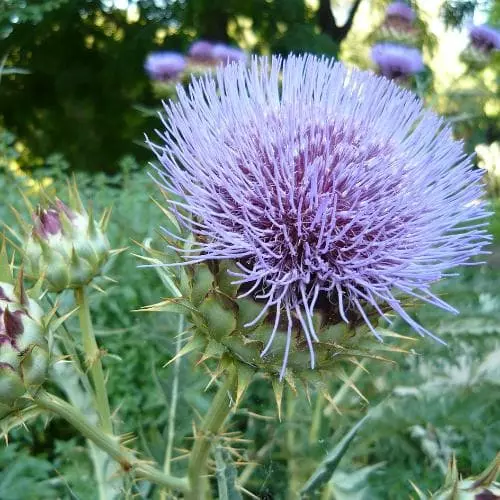 Future Forests Cynara Cardunculus - Cardoon Fruit 8 Future Forests Cynara Cardunculus - Cardoon Fruit