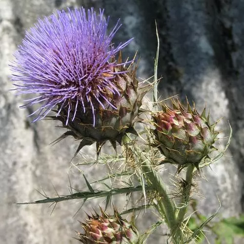 Future Forests Cynara Cardunculus - Cardoon Fruit 9 Future Forests Cynara Cardunculus - Cardoon Fruit