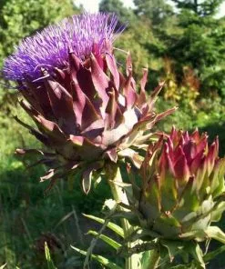 Future Forests Cynara Cardunculus - Cardoon Fruit 18 Future Forests Cynara Cardunculus - Cardoon Fruit