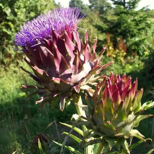 Future Forests Cynara Cardunculus - Cardoon Fruit 10 Future Forests Cynara Cardunculus - Cardoon Fruit
