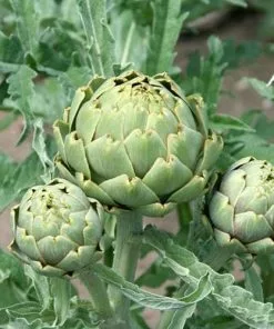 Future Forests Cynara Cardunculus - Cardoon Fruit 19 Future Forests Cynara Cardunculus - Cardoon Fruit