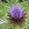 Future Forests Cynara Cardunculus - Cardoon Fruit