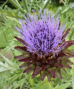 Future Forests Cynara Cardunculus - Cardoon Fruit