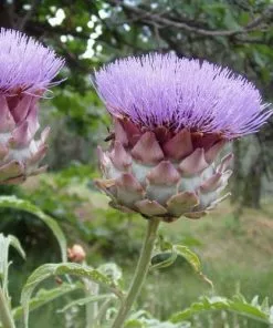 Future Forests Fruit Cynara Scolymus