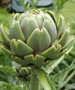 Future Forests Fruit Cynara Scolymus