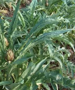 Future Forests Fruit Cynara Scolymus