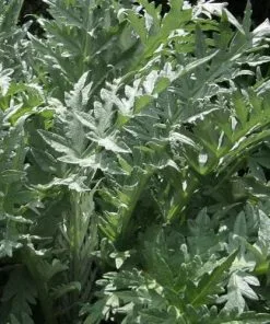 Future Forests Fruit Cynara Scolymus