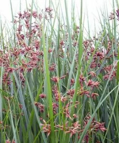 Future Forests More Cyperus Longus - Sweet Galingale