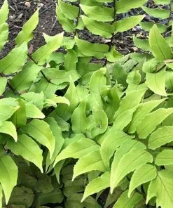 Future Forests More Cyrtomium Fortunei Var. Clivicola